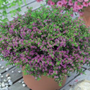 [Cây cảnh quan] Cẩm Tú Mai - CayGiongTot