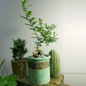 Cây giống Cần Thăng Bonsai mini - CayGiongTot