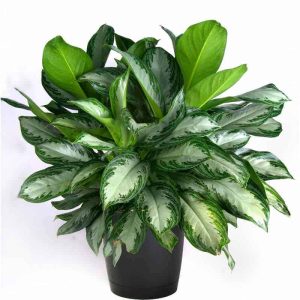 Chậu cây Thanh Lam - Dracaena angustifolia