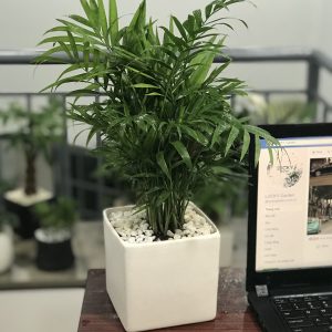 [Cây phong thủy] Cau Tiểu Trâm - CayGiongTot