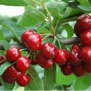CÂY CHERRY MỸ