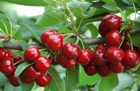 cay-cherry-2 Cây cherry (Cây anh đào)