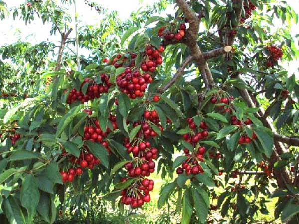 cay-cherry-3 cay-cherry-3