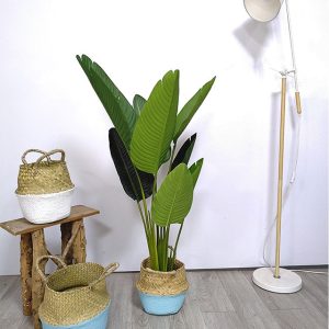 Gói 1GR hạt giống hoa Chuối Cảnh Nhiều Màu