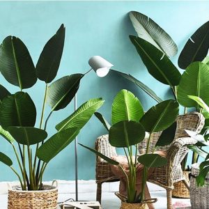 Gói 1GR hạt giống hoa Chuối Cảnh Nhiều Màu