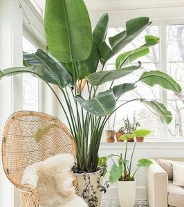 Gói 1GR hạt giống hoa Chuối Cảnh Nhiều Màu