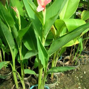 Cây giống chuối hoa thái (thân lùn) - CayGiongTot