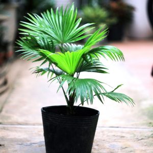 Cây giống Cây kè Nhật (cọ Nhật) - CayGiongTot