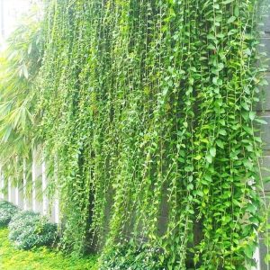 Cây giống Cúc Tần Ấn Độ - CayGiongTot