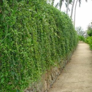 Cây giống Cúc Tần Ấn Độ - CayGiongTot