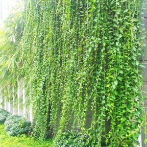 Cây giống Cúc Tần Ấn Độ - CayGiongTot