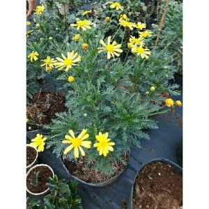 Cúc thân gỗ bầu đất - Cúc trường thọ, cúc vạn niên - Bầu rễ ổn định, cho hoa quanh năm