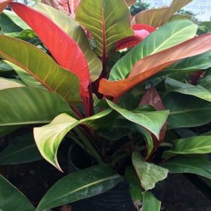 [Cây phong thủy] Trầu bà đế vương đỏ nâu - CayGiongTot