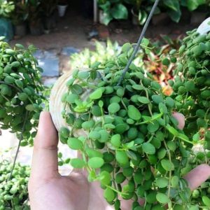 [Cây phong thủy] Lan Đô La - CayGiongTot