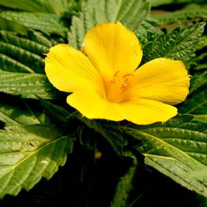 Cây giống Cây Đông hầu - Dừa vàng