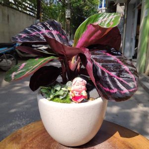 [Cây phong thủy] Đuôi công tím - CayGiongTot