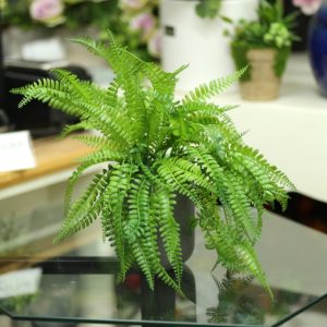 Cây giống Dương xỉ vàng - CayGiongTot