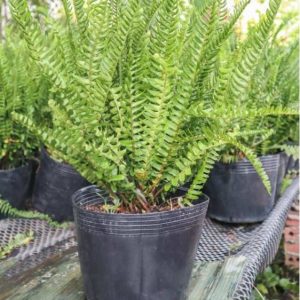 Cây giống Dương xỉ vàng - CayGiongTot