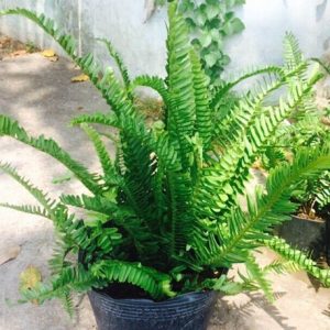 Cây giống Dương xỉ vàng - CayGiongTot