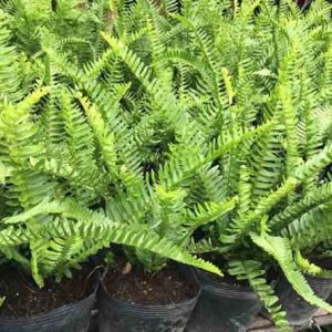 Cây giống Dương xỉ (dương xỉ lá me) - CayGiongTot