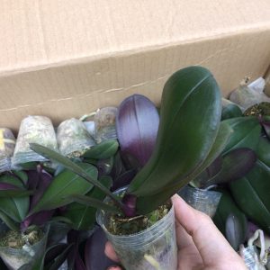 Combo 5 cây giống hoa  hồ điệp đủ màu, giao màu ngẫu nhiên, không lựa màu