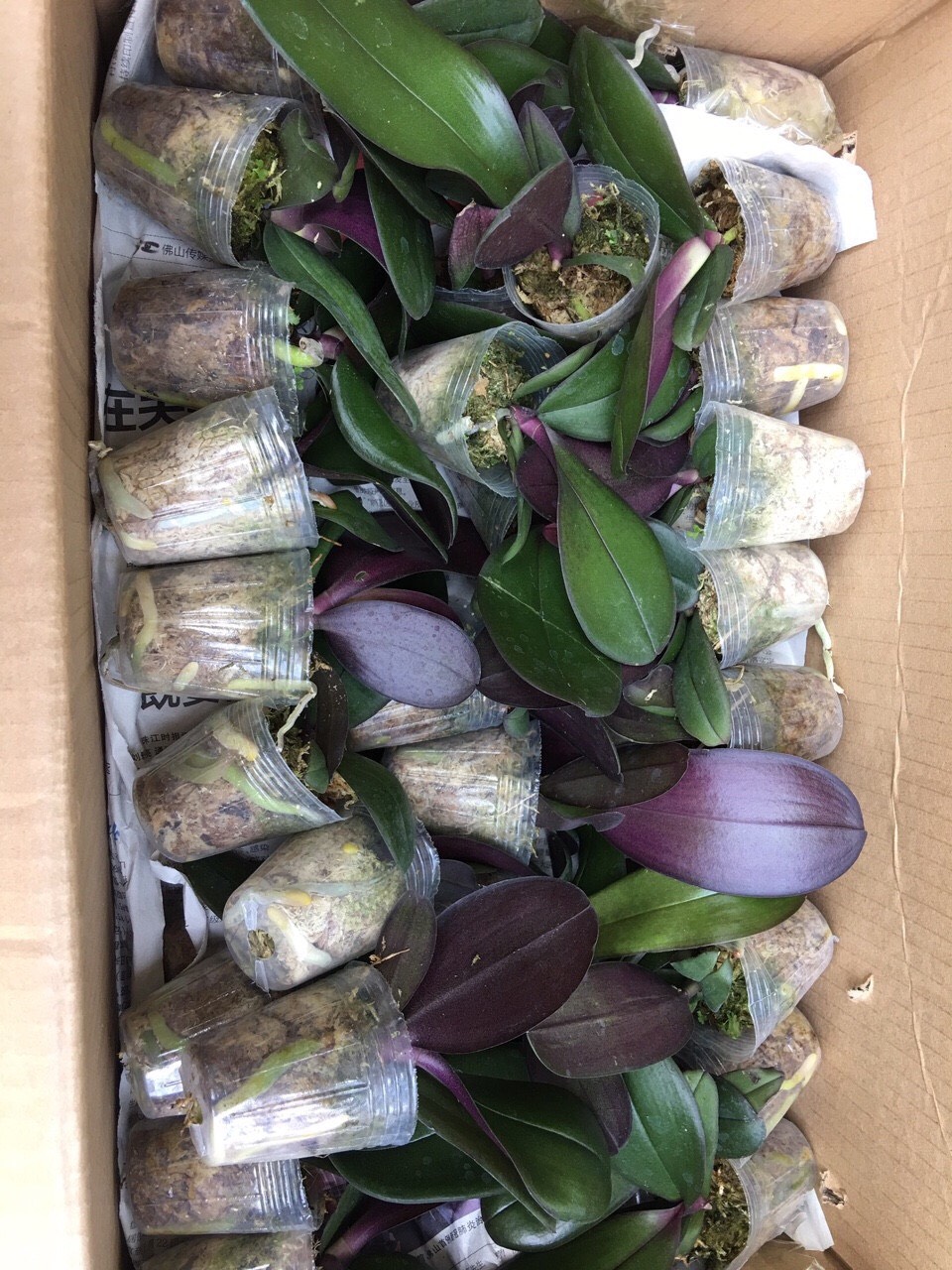 Combo 5 cây giống hoa  hồ điệp đủ màu, giao màu ngẫu nhiên, không lựa màu