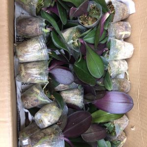 [Cây giống] hoa lan hồ điệp - Nữ hoàng của các loại hoa