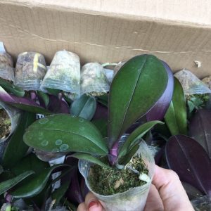 [Cây giống] hoa lan hồ điệp - Nữ hoàng của các loại hoa