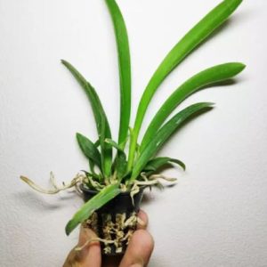 [Cây giống] Lan Nữ Hoàng Bóng Đêm - Brass - mặt hoa xổ số