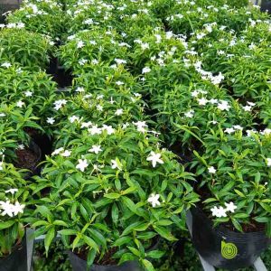 Cây giống Cây Mai Vạn Phúc - CayGiongTot