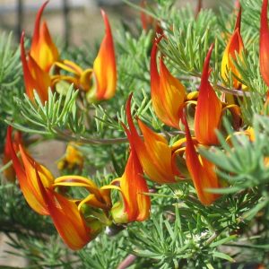 Chai 20ml phân bón lá Tano-vàng