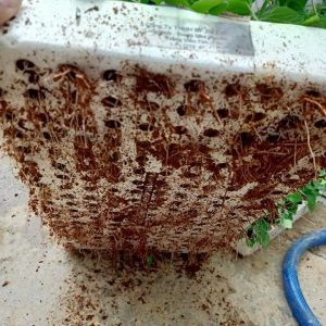 [10 Cây giống] Hoa Ngũ Sắc Tím rủ cấy mô - Cây Trâm Ổi - Cosmos Bipinnuatus