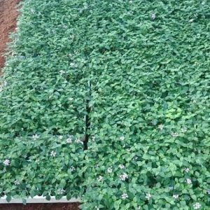 [10 Cây giống] Hoa Ngũ Sắc Tím rủ cấy mô - Cây Trâm Ổi - Cosmos Bipinnuatus