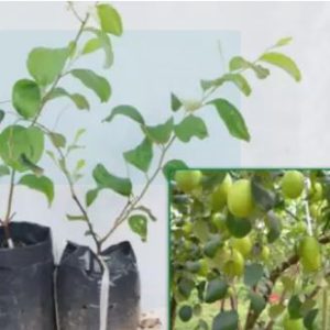 Cây giống táo lê Đài Loan - Táo Thái - cho trái to (8-11 quả/kg) vỏ mỏng, ăn giòn ngon và ngọt