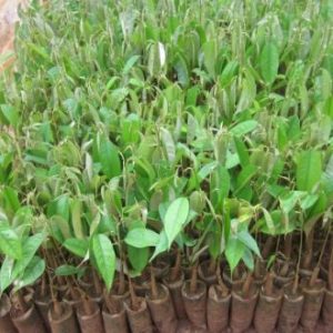 Cây giống táo lê Đài Loan - Táo Thái - cho trái to (8-11 quả/kg) vỏ mỏng, ăn giòn ngon và ngọt