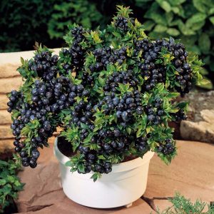 Cây Việt Quất tứ quý (Blueberry) trưởng thành, ra trái 4 mùa quanh năm - giống siêu trái, cao 40-60cm