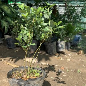 Gói 30  hạt giống Việt Quất