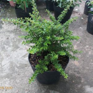 Cây giống Cây hàm hương - CayGiongTot