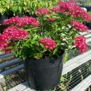 [Cây giống hoa] Diễm Châu - CayGiongTot