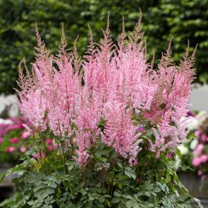 Cây hoa hạnh phúc- Hoa Lạc tân Phụ (Astilbe Chinensis)