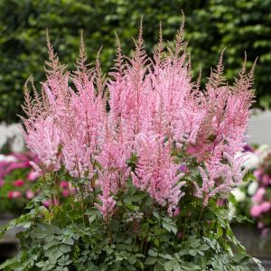 Cây hoa hạnh phúc- Hoa Lạc tân Phụ (Astilbe Chinensis)
