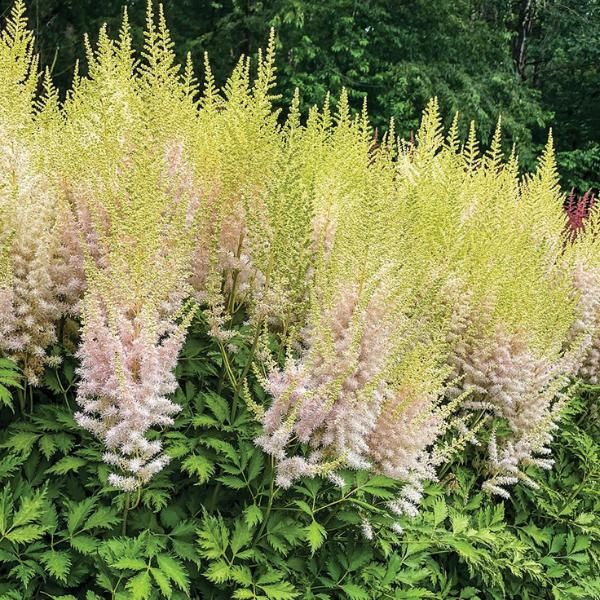 Cây hoa hạnh phúc- Hoa Lạc tân Phụ (Astilbe Chinensis)
