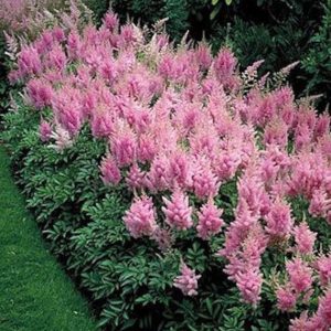 Cây hoa hạnh phúc- Hoa Lạc tân Phụ (Astilbe Chinensis)