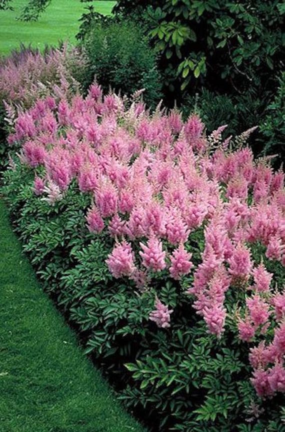 Cây hoa hạnh phúc- Hoa Lạc tân Phụ (Astilbe Chinensis)