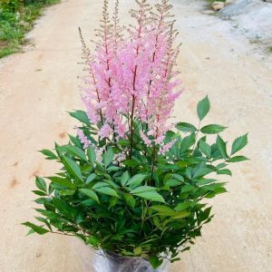 Cây hoa hạnh phúc- Hoa Lạc tân Phụ (Astilbe Chinensis)
