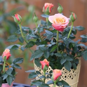 Combo 5 cây hoa hồng tezza siêu bông(giâm cành, rễ bầu cây khỏe)- mua 5 tặng 1