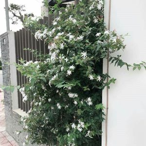 Cây giống nguyệt quế leo - CayGiongTot