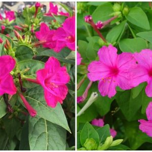 Gói 1GR hạt giống hoa Bông Phấn Nhiều Màu