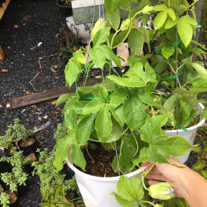 Cây sao biển chậu treo