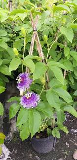 Cây sao biển chậu treo